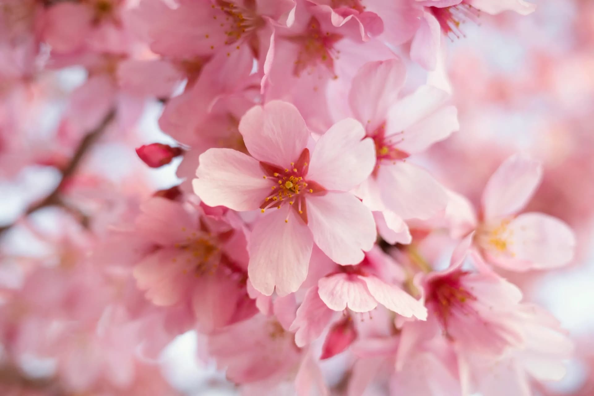 beautiful-peach-tree-blossom